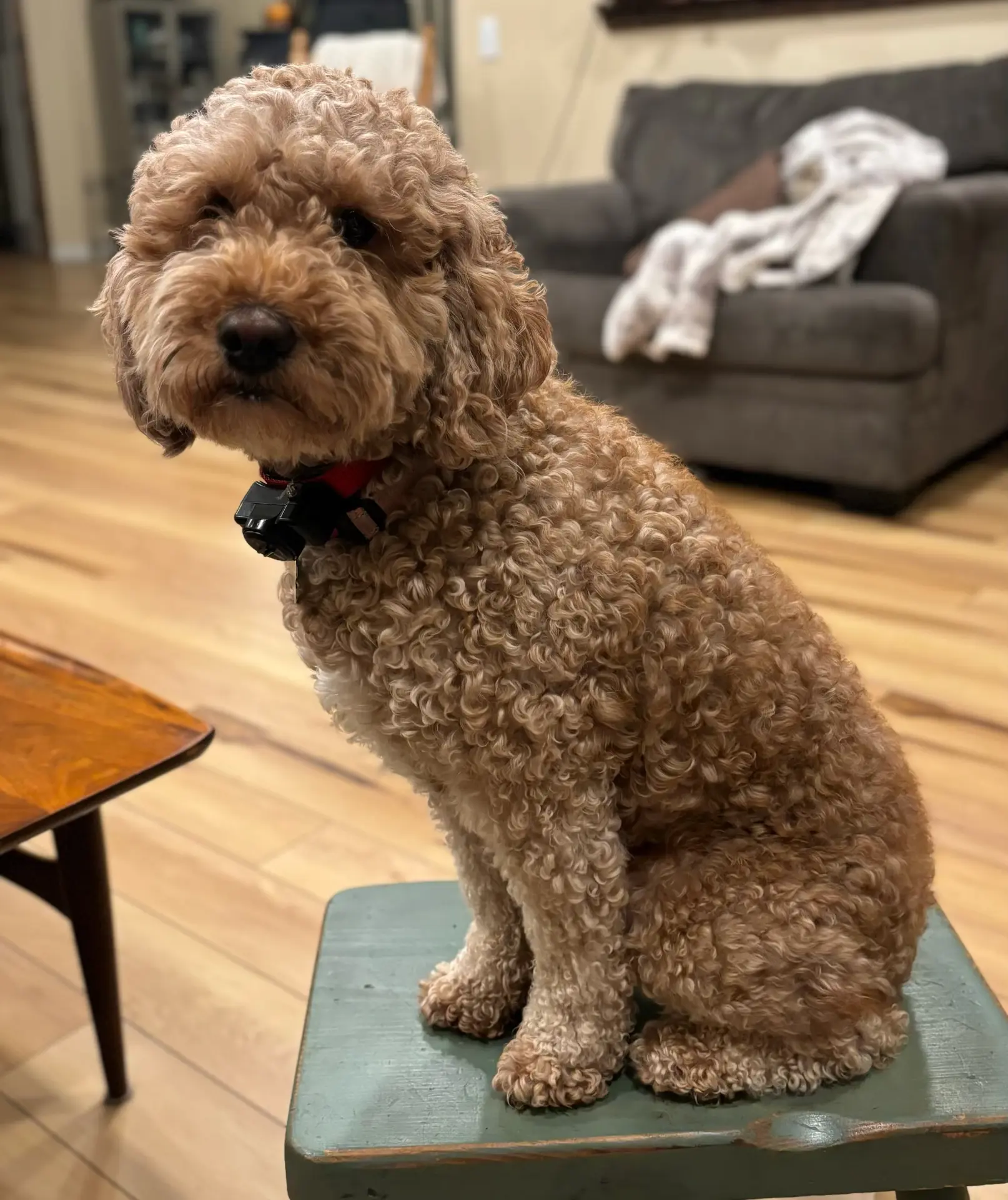 Ginger, a 27 lb Mini Goldendoodle mother dog at Joyful Doodles in Washington