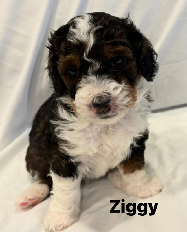 Ziggy, a Mini Bernedoodle puppy from Joyful Doodles in Washington