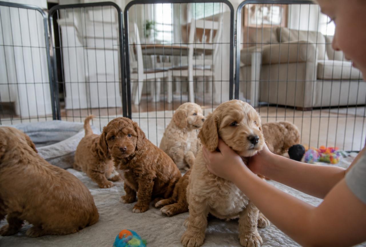 Joyful Doodles puppies growing up in the family living room in Washington